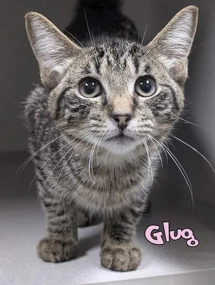 A baby small-sized female Domestic Short Hair cat named Glug for adoption in Mason, MI