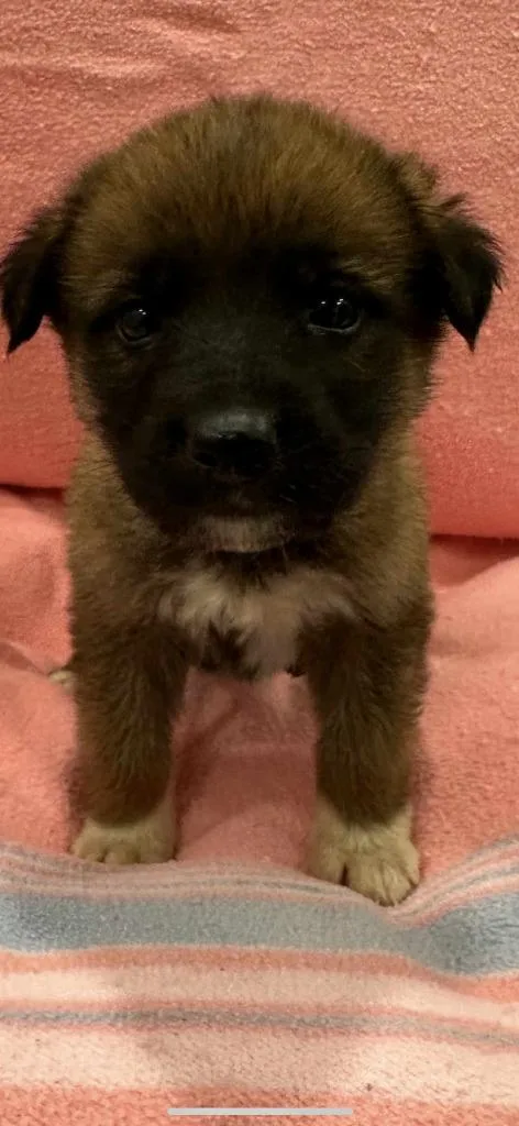A young large-sized female German Shepherd Dog dog named Dirty Shirley AKA Millie for adoption in Brookings, OR