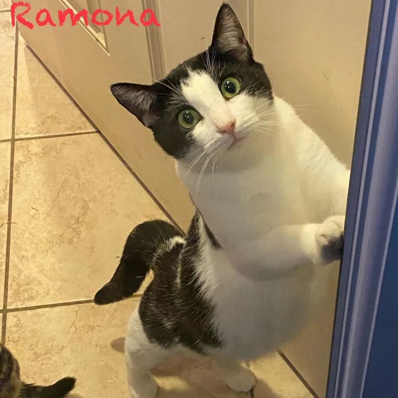 Ramona