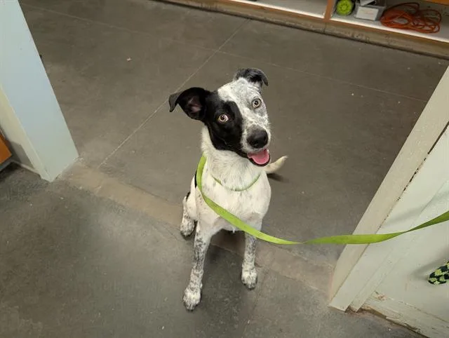 A young medium-sized female Australian Cattle Dog / Blue Heeler dog named Dottie for adoption in Santa Cruz, CA