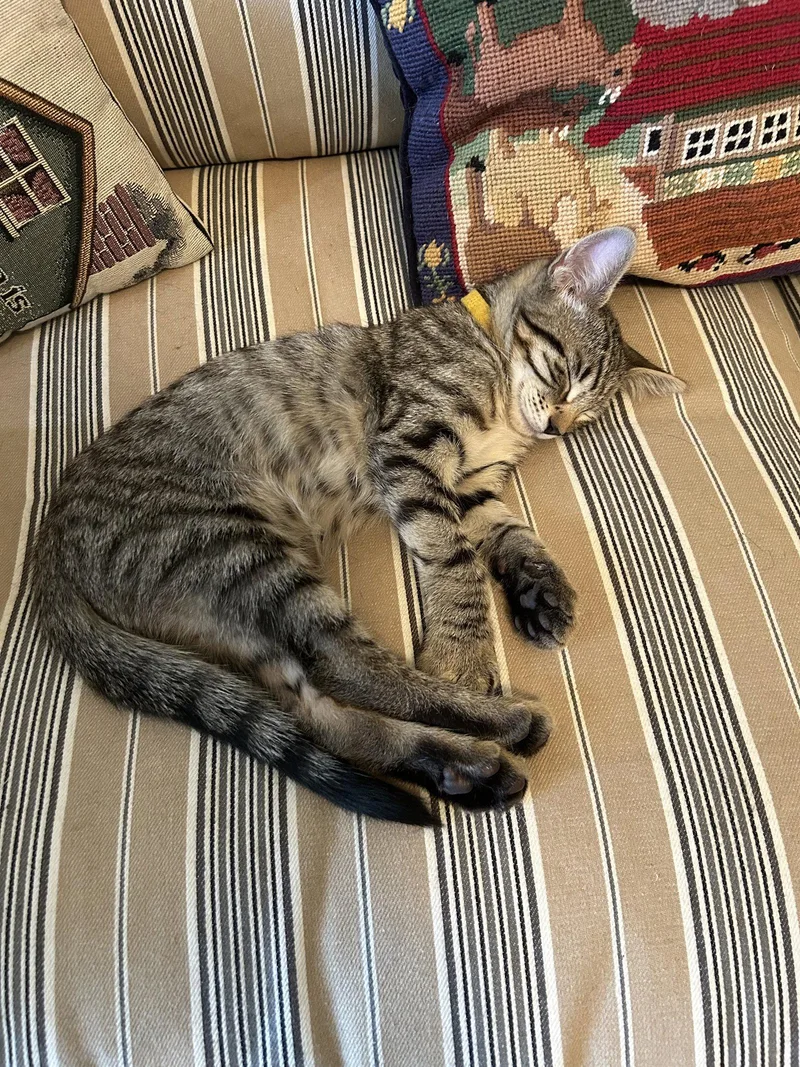 A baby medium-sized male Black Tabby cat named Nolan for adoption in MONTGOMERY, TX