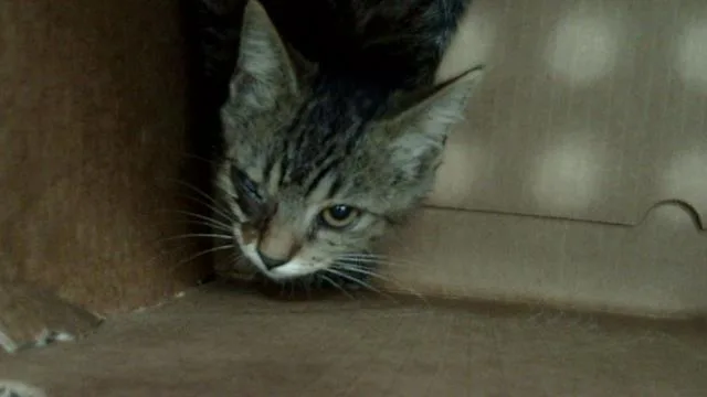 A baby medium-sized female Domestic Short Hair cat named Layla for adoption in Dallas, TX