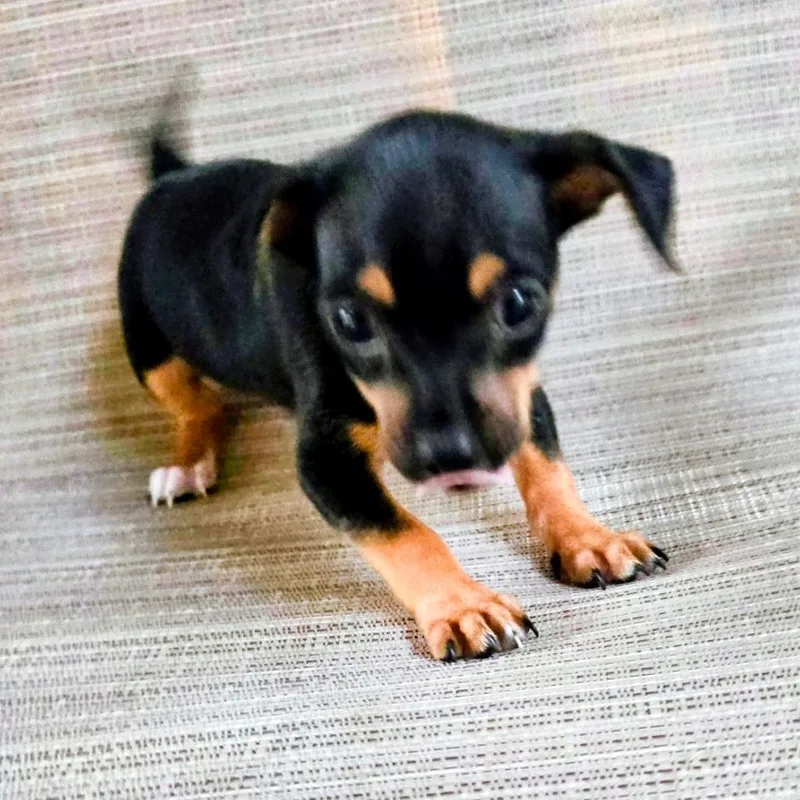 A baby small-sized female Black Miniature Pinscher dog named Moxie for adoption in Boerne, TX