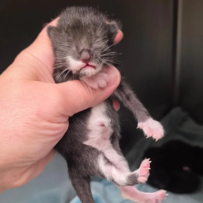 A baby small-sized female Black Domestic Short Hair cat named Fabulous Fiona for adoption in Gloucester, VA