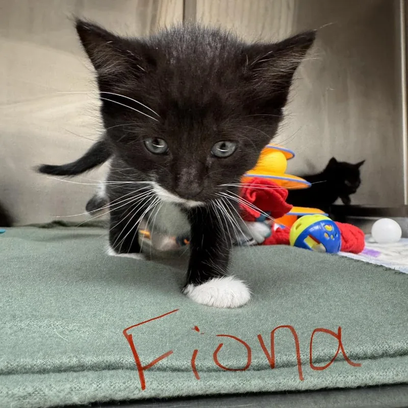 Fabulous Fiona thumbnail 2