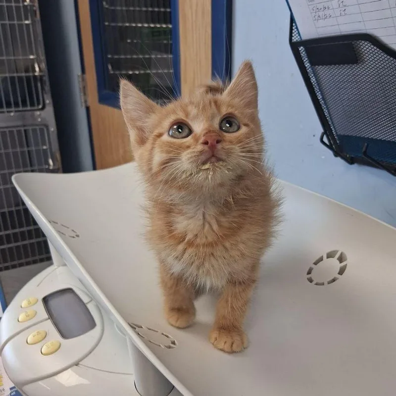 A young small-sized male Orange / Red Domestic Short Hair cat named Otterpop for adoption in Kingman, AZ