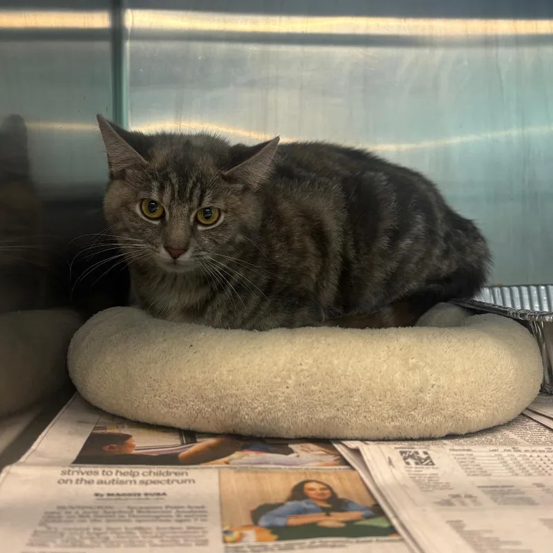 An adult medium-sized female Tortoiseshell Domestic Short Hair cat named Carnation for adoption in Huntington, WV