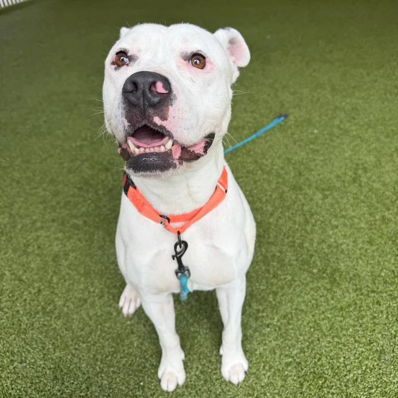 An adult large-sized female White / Cream Boxer dog named Dippity for adoption in West Palm Beach, FL