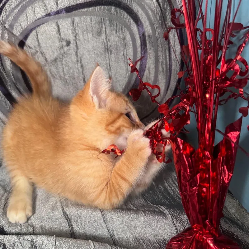 A baby small-sized male Orange / Red Domestic Short Hair cat named Dominator Pasadena for adoption in Eaton Rapids, MI