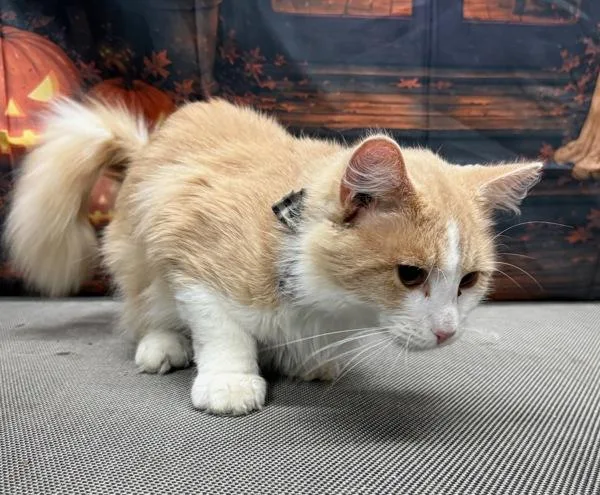 An adult medium-sized female Domestic Medium Hair cat named Honeybee for adoption in Campbellsville, KY