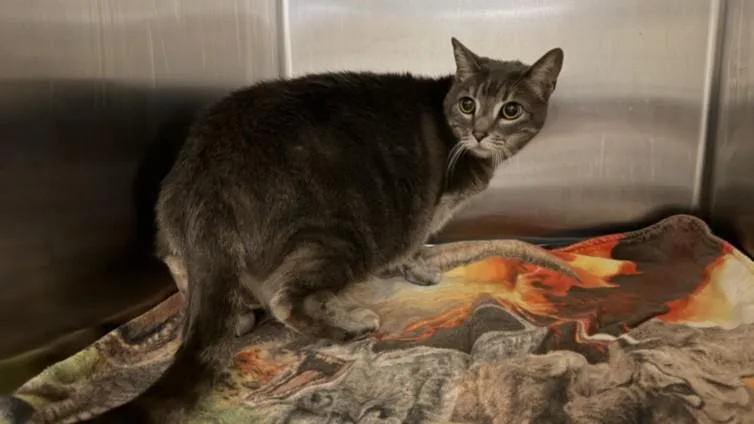 An adult medium-sized female Domestic Short Hair cat named Daisy for adoption in San Pedro, CA