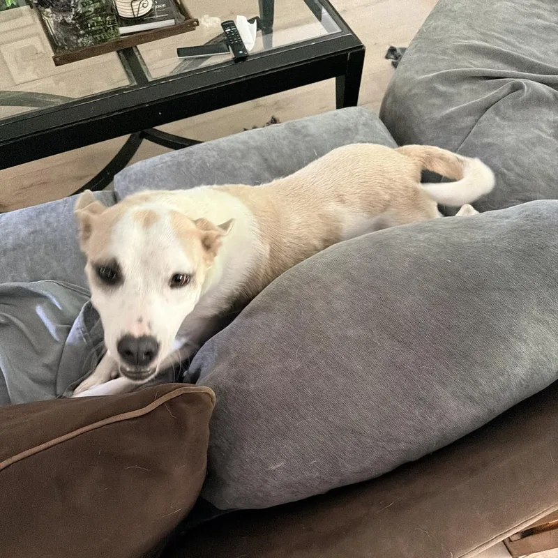 An adult medium-sized female Pit Bull Terrier dog named Dolly Pawton for adoption in Attica, MI