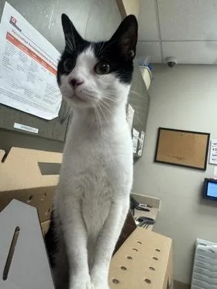 An adult small-sized male Domestic Short Hair cat named Steve Buscemi for adoption in Farmers Branch, TX