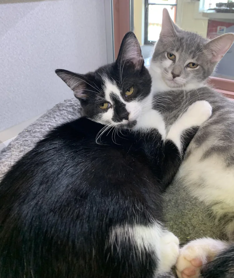 A young medium-sized male Black & White / Tuxedo Domestic Short Hair cat named Louie for adoption in Massena, NY