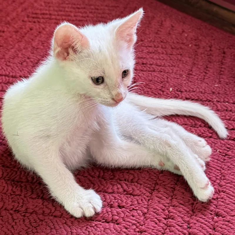 A baby medium-sized male White Domestic Short Hair cat named Excedrine for adoption in Pasco, WA