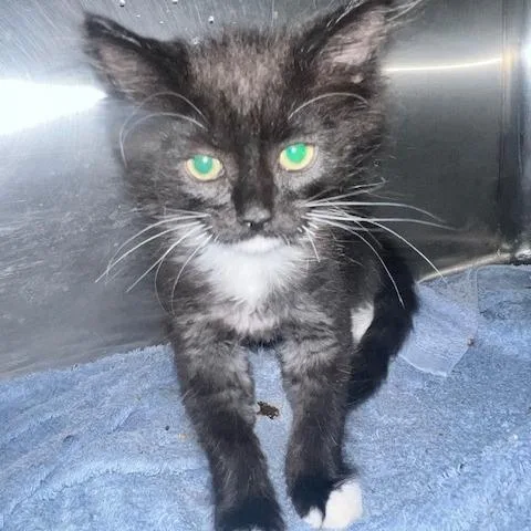 A baby small-sized male Black Domestic Medium Hair cat named Moon for adoption in Dayton, OH