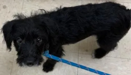 Murphy