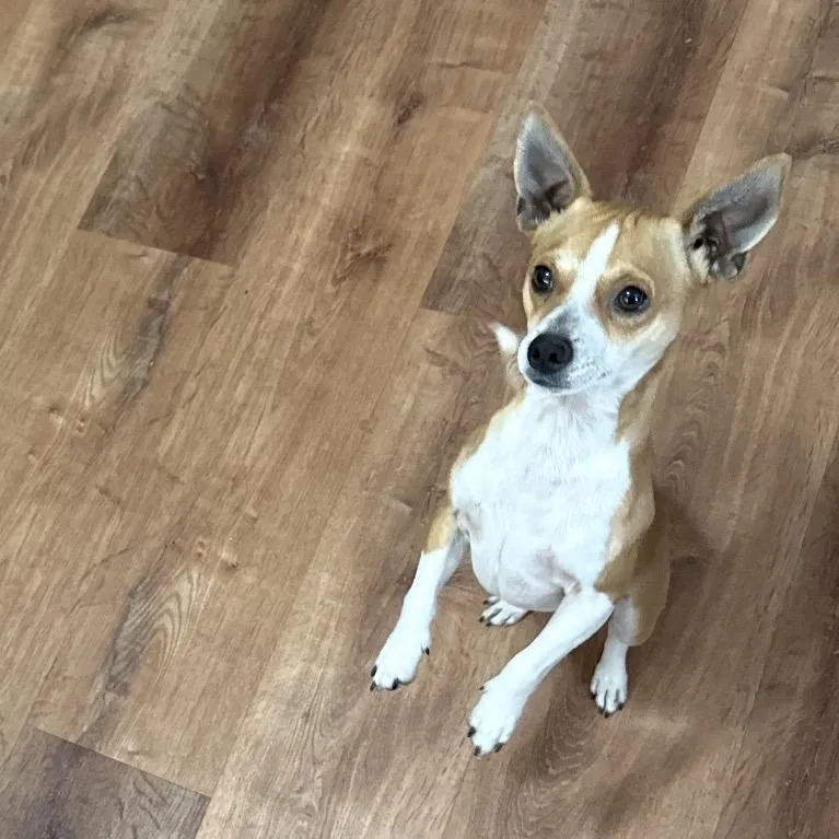 A young small-sized male Brown / Chocolate Chihuahua dog named Papi for adoption in Midland, TX