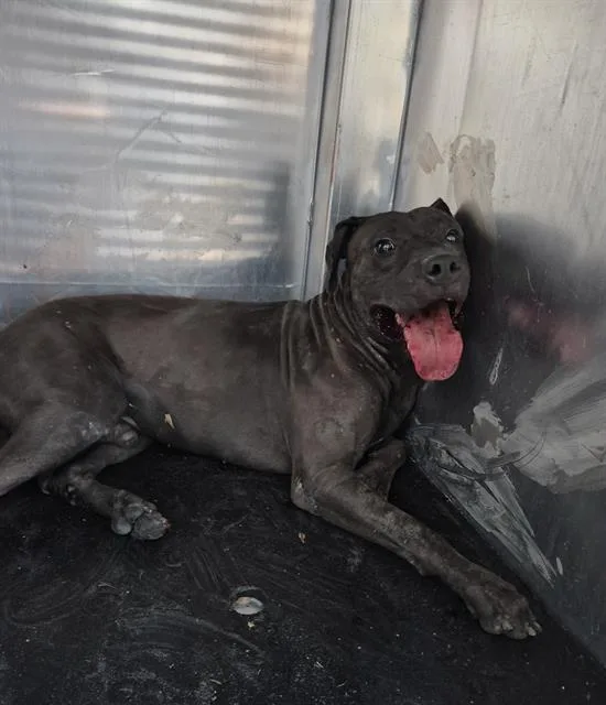 A young medium-sized male American Staffordshire Terrier dog named Runner Mcloud for adoption in San Antonio, TX