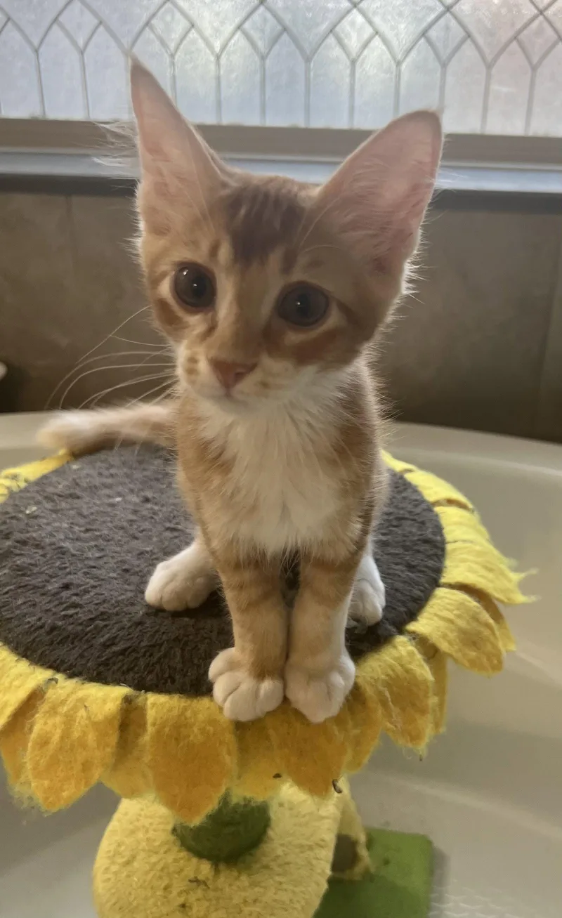 A young medium-sized male Orange & White Domestic Short Hair cat named Oliver for adoption in Plano, TX