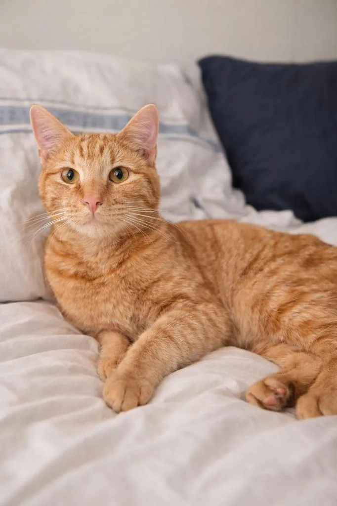 A young medium-sized male Domestic Short Hair cat named Keith for adoption in Hot Springs, SD