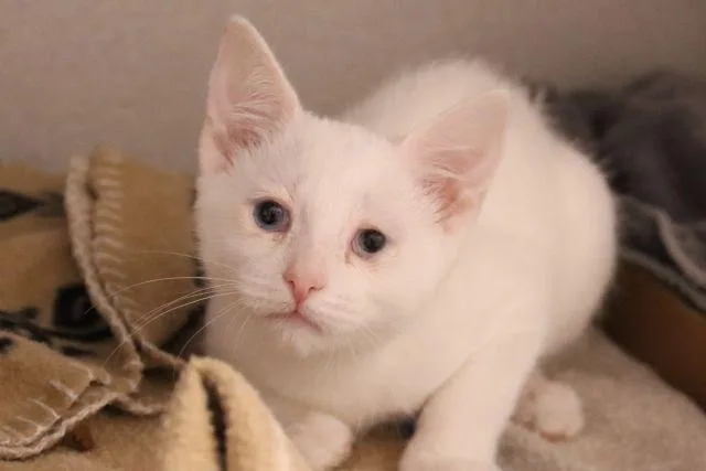 A baby small-sized female Siamese cat named Miami for adoption in Tucson, AZ