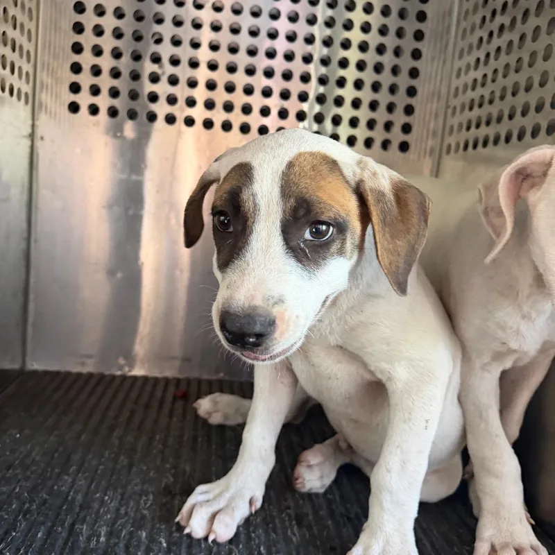 A baby small-sized male Pit Bull Terrier dog named Wyborne for adoption in Birmingham, AL