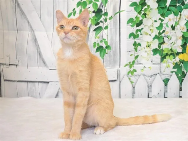 An adult small-sized male Domestic Short Hair cat named Sonny for adoption in Oroville, CA