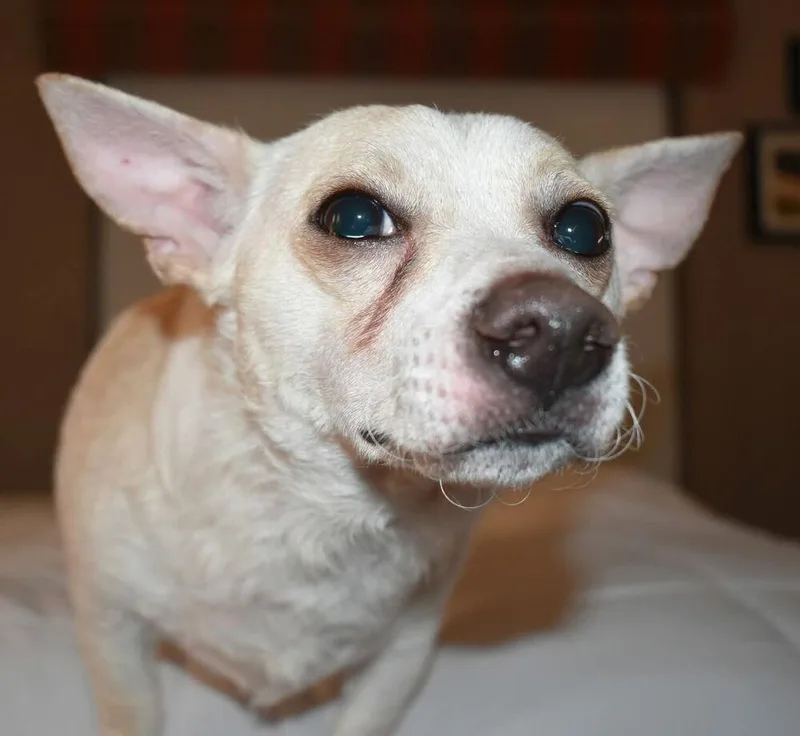A young small-sized male Chihuahua dog named Kenny for adoption in Vancouver, WA