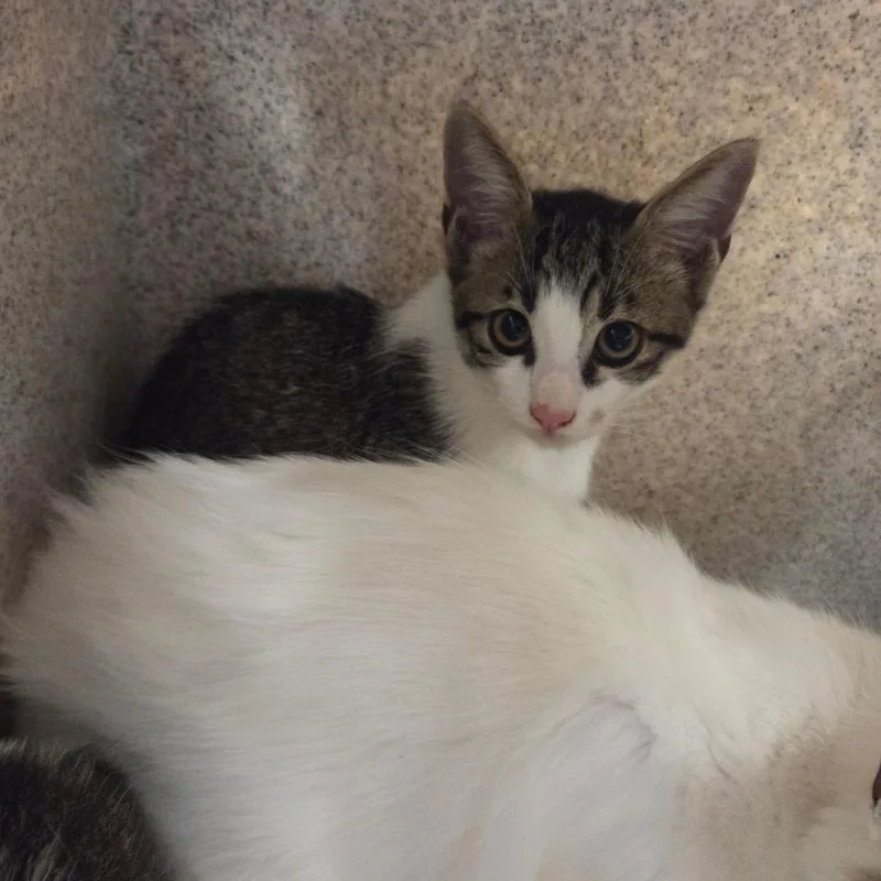 A baby small-sized female White Domestic Short Hair cat named Tyson for adoption in Chattanooga, TN
