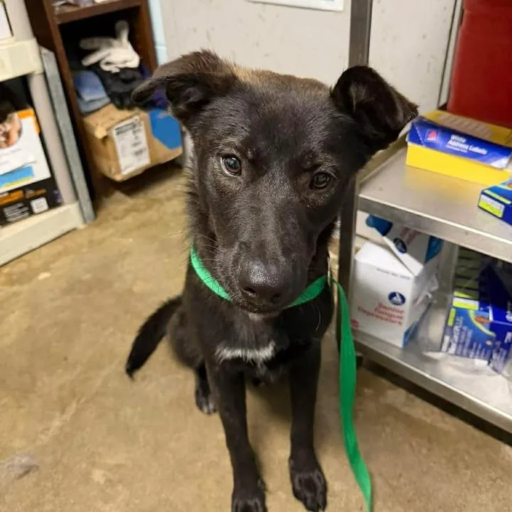 A young medium-sized male Black Shepherd dog named Gordito for adoption in Beaumont, TX