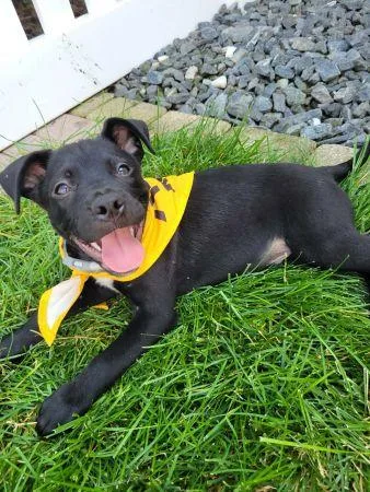 A baby medium-sized male Black Labrador Retriever dog named Simon for adoption in Lowell, IN