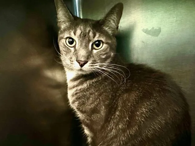 A young small-sized male Domestic Short Hair cat named Snuggles for adoption in Boston, MA