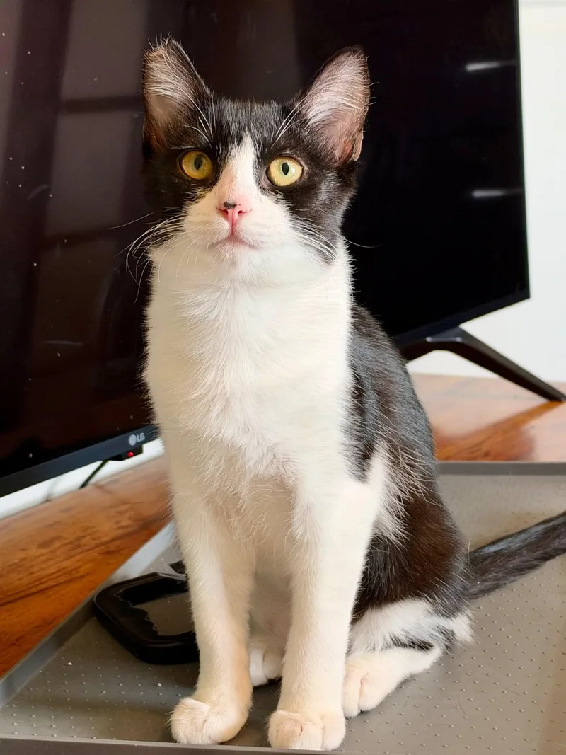 A baby medium-sized female Black & White / Tuxedo Tuxedo cat named Poppy for adoption in Fresno, CA