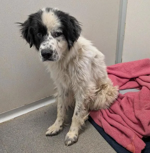 A young medium-sized female Border Collie dog named Suki for adoption in Des Moines, IA