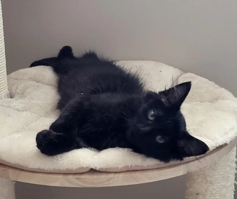 A baby medium-sized male Domestic Short Hair cat named Storm for adoption in Bloomington, IN