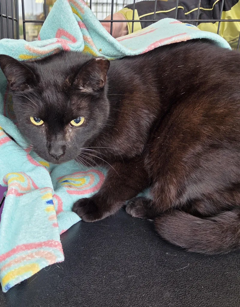 An adult medium-sized male Black American Shorthair cat named Blu for adoption in Ashland, OH