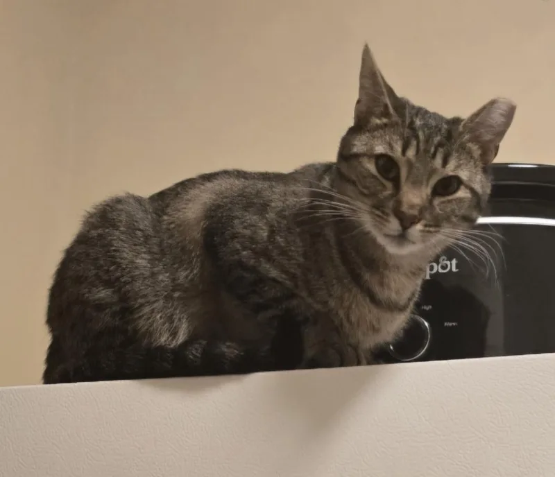 A young small-sized female Tabby (Brown / Chocolate) Domestic Short Hair cat named Luna for adoption in Lemoyne, PA