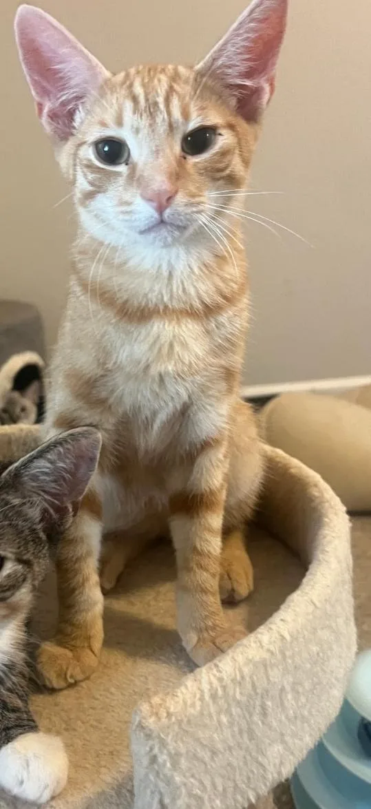 A baby medium-sized male Tabby (Orange / Red) Tabby cat named Fettuccine for adoption in San Juan Capistrano, CA