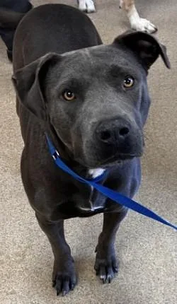 An adult medium-sized female Pit Bull Terrier dog named Wednesday for adoption in Brenham, TX