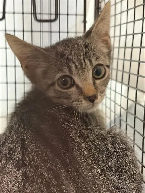 A baby small-sized male Domestic Short Hair cat named A for adoption in Fort Lauderdale, FL