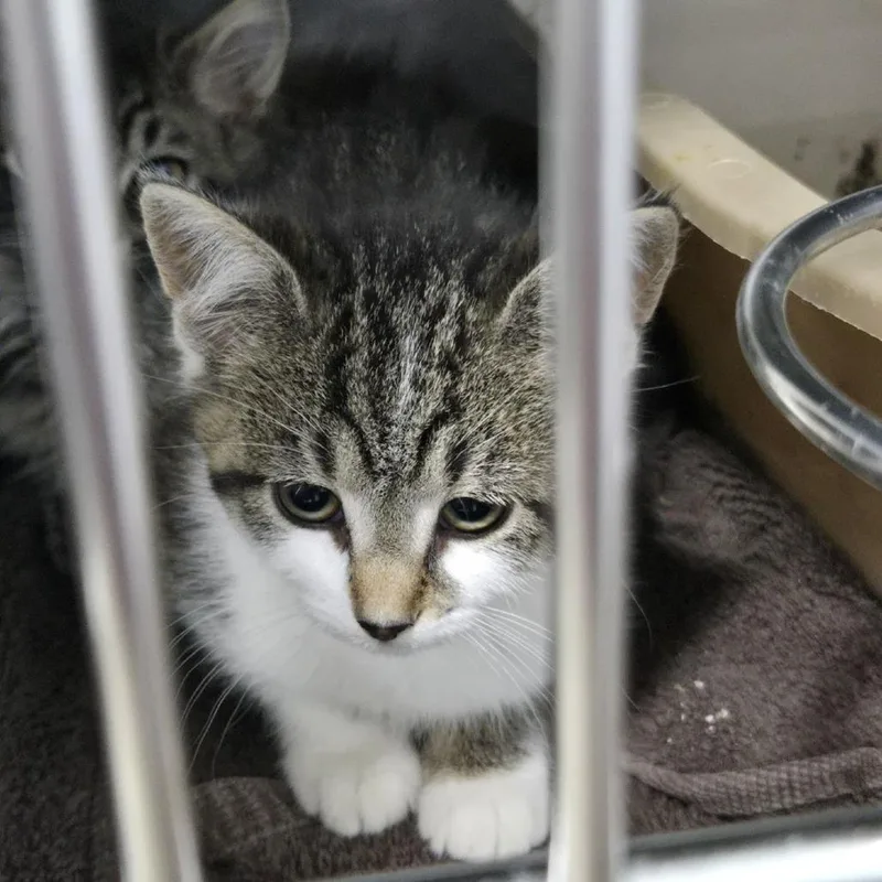 A baby medium-sized female Domestic Short Hair cat named Clover C for adoption in Princeton, MN