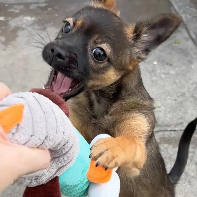 Tater Tot thumbnail 3