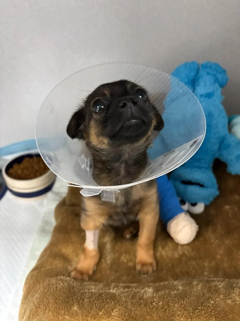 Tater Tot thumbnail 4