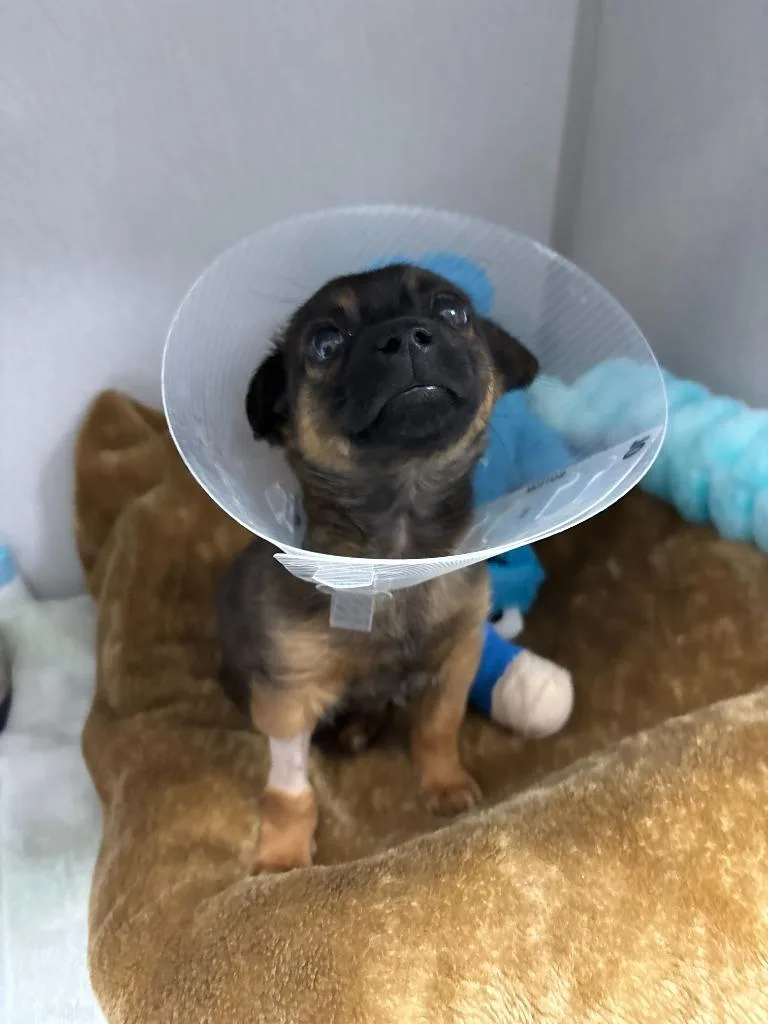 Tater Tot thumbnail 5