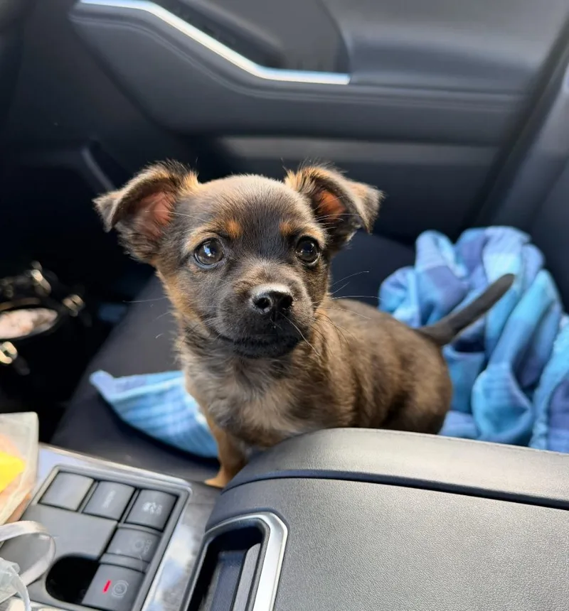 Tater Tot thumbnail 6