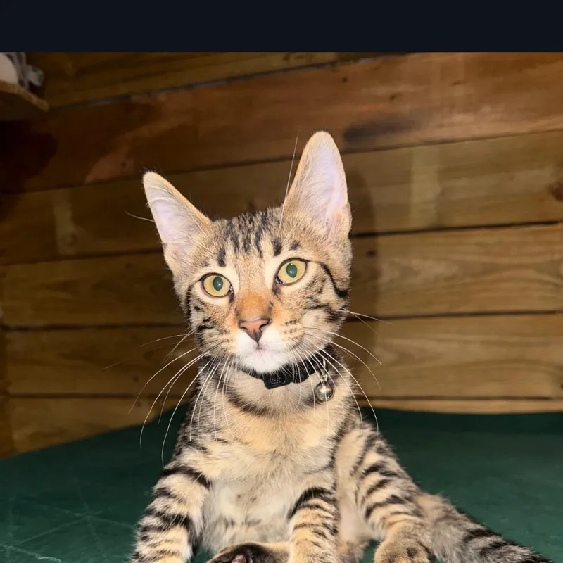 A baby medium-sized male Domestic Short Hair cat named Rick  Morty for adoption in Cleveland, TX