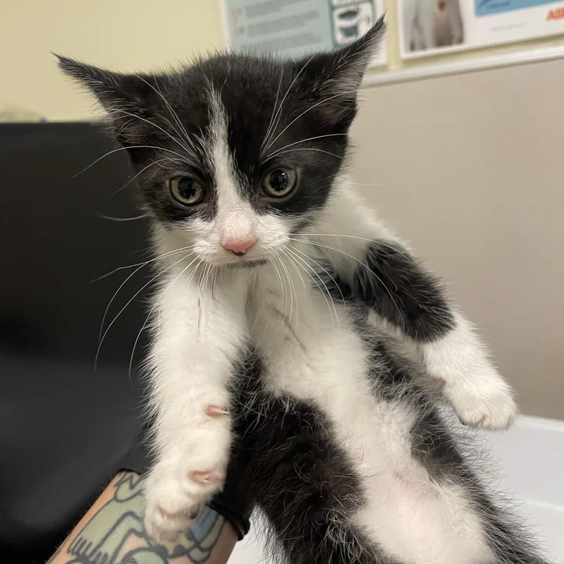 A baby small-sized female Domestic Short Hair cat named Raspberry for adoption in Chicago, IL