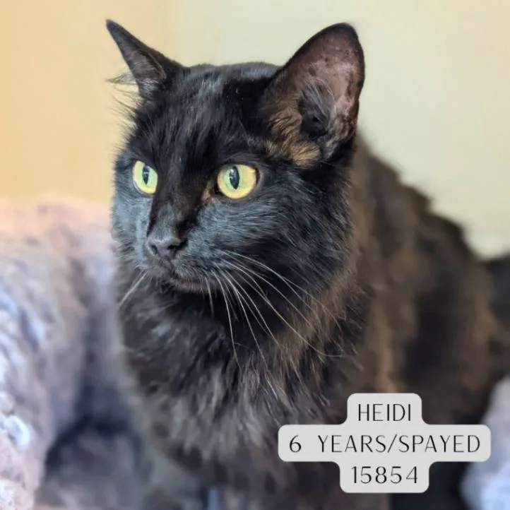 Heidi