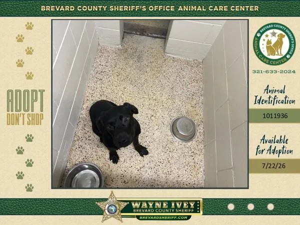 A young large-sized male Mixed Breed dog named Poe for adoption in Melbourne, FL